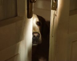 Heartwarming Short Film of Dog’s Life Packs Powerful Message Against Pet Abandonment