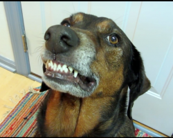 Mom Asked Dog If He Ate Off The Counter, He Came Back With A “Guilty Plea”