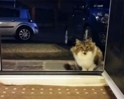 Homeless cat begs to come into the house, then the owner realizes that she is not alone