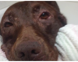 Homeless Dog Never Had A Bath Before ‘Til Rescuers Treat Her Like The Queen She Is
