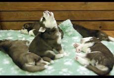 First Howl of a Puppy Sounds More “Wookie” Than Husky