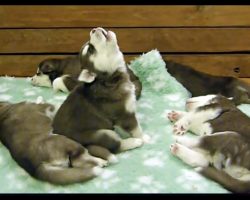 His Siblings Slept Asleep Right Through The “Unique” Howl Of The Husky Pup