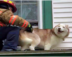 Firefighter Rescues Husky From Roof, Then Pup Thanks Him In The Cutest Way