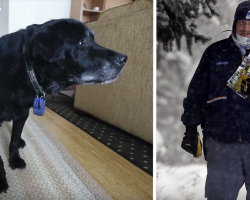 Mailman Sees Senior Dog Struggling With The Steps Every Day And Intervenes