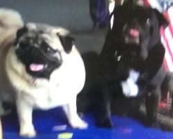Man Distraught After His Two Pugs Stolen From Car, Police Seeking Information