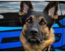 Police Dog Shot And Killed In Line Of Duty, Community Mourns The Canine Hero
