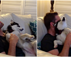 Husky Puppy Doesn’t Know How To Howl Until Dad Shows Her How