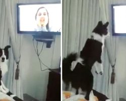 Mom’s Been Away From Her Dog For 9 Months. When She Video Calls, Her Dog Loses It