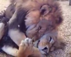 Two Lion Brothers Freed From Life Of Cruelty Embrace One Another