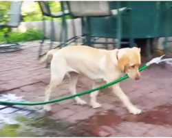 Puppy Caught Trying To Fill Pool, Her Clumsy Efforts Deserve Standing Ovation