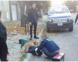 Loyal Dog Refuses To Leave Owner’s Side When He Takes Disastrous Fall From Tree