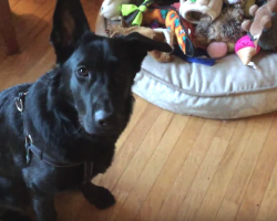 Mom Asks German Shepherd Which Toy Is His Favorite, And Of Course He Picks That One