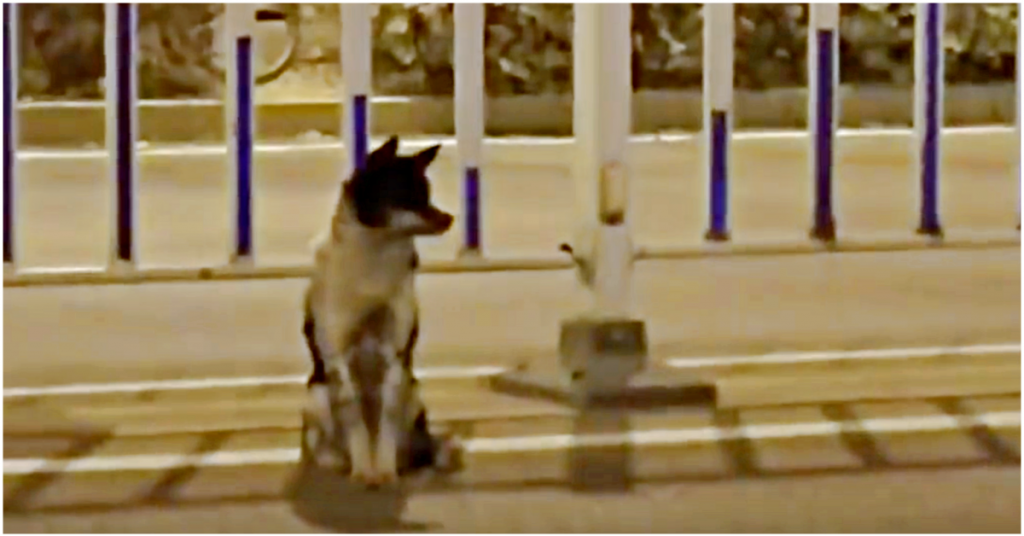 Хатико новая усмань. Dog waiting owner.