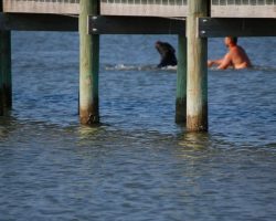 No One Does Anything To Save Animal Drowning In Lake, So Man Dives In For Dangerous Rescue