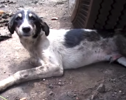 Stray Was Unable To Stand To Get To Food, Then His Guardian Angels Arrived