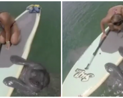 Woman Gets Unexpected Visitor On Paddleboard When Manatee Wants To Chat