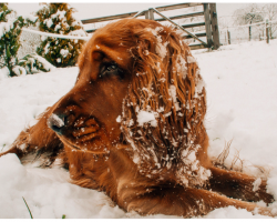 If Keep Your Dogs Outside In Extreme Temperatures, Expect A Ticket And A Fine