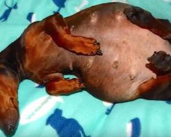 Pregnant Dachshund Has Giant Belly, But Rescuers Are Stunned When She Starts Giving Birth
