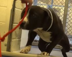 Shelter Dog Confused When He Gets New Leash Until Camera Captures Tear-Jerking Moment He Realizes He’s Going Home