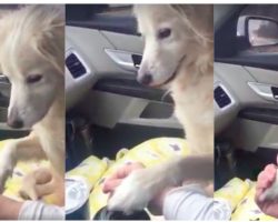 Orphaned Dog Pulled From Shelter Refuses To Let Go Of Rescuer’s Hand