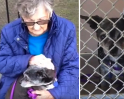 92-Year-Old Woman Forced To Give Up Best Friend For Senior Care, But Dog Gets ‘Adopted’