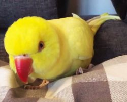 Sleepy bird just wants one thing before bedtime – prepare to melt at the cuteness