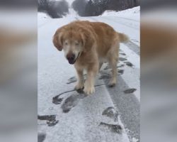 Blind, Senior Dog Set To Be Put Down Plays In The Snow And It’s Heart-Melting