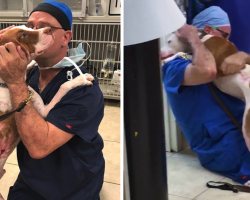 Dog Found Tied To A Tree In A Fire Gets Emotional When He Sees The Vet Who Saved His Life