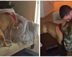 When Soldier Dad Returns Home He Hides, Mom Captures Dog Finding Him On Cam