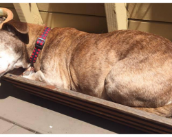 After 11 Years On The Street, Deaf Dog Wakes Up And Realizes He’s Finally Safe