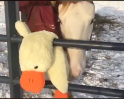 Horse Plays With Stuffed Toy in The Snow
