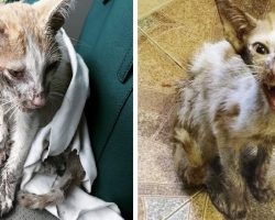Women sees scraggly kitten wandering on side of road starving, struggling to survive so she stops her car