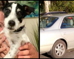 Man Spots Stolen Dog In Thief’s Car– Calls His Name And Gets Dramatic Reply
