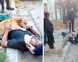 25+ Times Dogs Proved They Understand Unconditional Love Better Than Humans Do