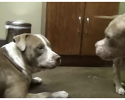 2 Abused Pit Bulls Are Put In Same Room, Rescuers Can’t Get Over What Develops