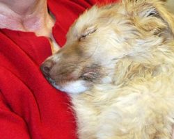 Abandoned puppy found in coma makes miraculous recovery thanks to loving support