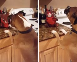 Adorable Boxer Sings Along to ‘Rudolph the Red-Nosed Reindeer’