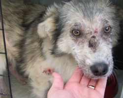 Girl Overcomes Her Fear Of Dogs To Save One Being Hit With Rocks By Kids