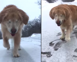 Blind Dog Who Was Going To Be Put Down Prances Around In The Snow