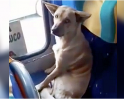 Kindhearted Bus Driver Sees Freezing Stray Pup And Pulls Over To Let Him on