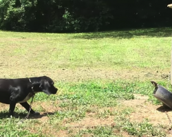 Dog Taken From Neglectful Family Arrives To Place He Can Truly Call Home