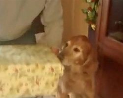 Senior Dog Overjoyed to Get Puppy Surprise for Christmas