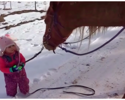 Little Girl Walks Horse In Snow, But Horse’s Response To Getting Stuck Is Melting Hearts
