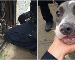 Cop Saved Dog Chained To Door, Then Dog Gave Him A Look That Changed Everything