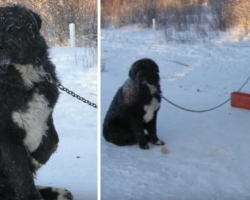 Chained Dog Could Only Take Turns Keeping One Paw Off Of The Cold Ground