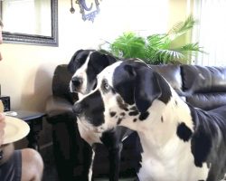 Dad Refuses A Bite Of His Sandwich, So Dog Throws A Full-Blown Temper Tantrum