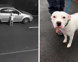 Dog Doesn’t Realize He Is Being Abandoned, Desperately Tries To Get Back In Car