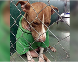 Sad Shelter Dog’s Only Christmas Wish Was To Find A Loving Home For The Holidays
