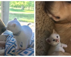 Dog Falls In Love With Homeless Kitten With Thumbs, Raises Him As His Own
