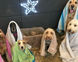 Freshly Groomed Dogs Pose In Their Very Own Version Of The Nativity Scene